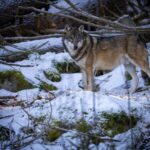 The Ecological Significance of Dire Wolf Return to North America