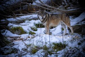 The Ecological Significance of Dire Wolf Return to North America