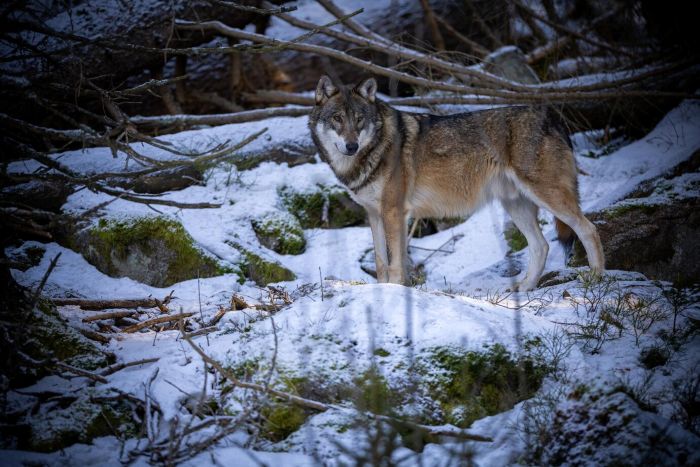 The Ecological Significance of Dire Wolf Return to North America
